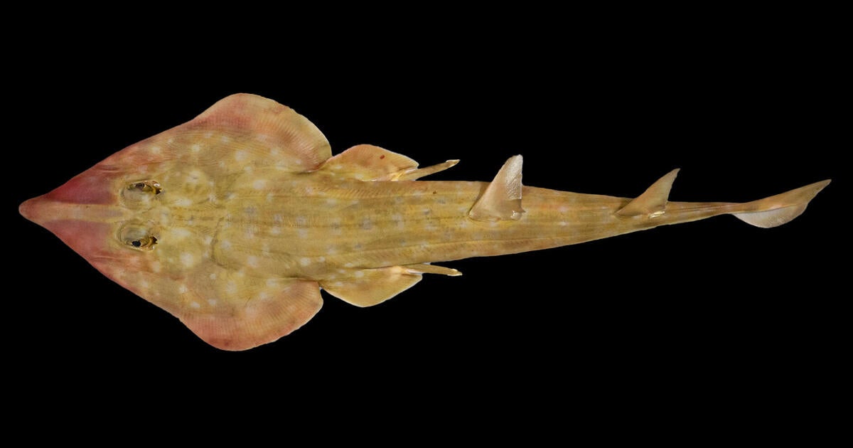 “Guitar shark” and snail with venomous “harpoons” among 866 new marine species discovered in ocean